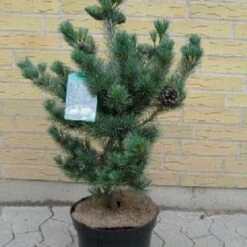 Penselfyr 'Negishi' Pinus Parviflora 'Negishi' Potte 12 Liter,- 40-60 Cm. -Montoz Butik p6644 4400 pinus parviflora negishi 4488