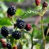 Tornfri Brombær 'Navaho'® Rubus Fruticosus 'Navaho'® Potte 3,0 Liter,- Opbundet 1 Tornfri Brombær 'Navaho'® Rubus Fruticosus 'Navaho'® Potte 3,0 Liter,- Opbundet -Montoz Butik p6704 48819 rubus fruticosus navaho 4f9c
