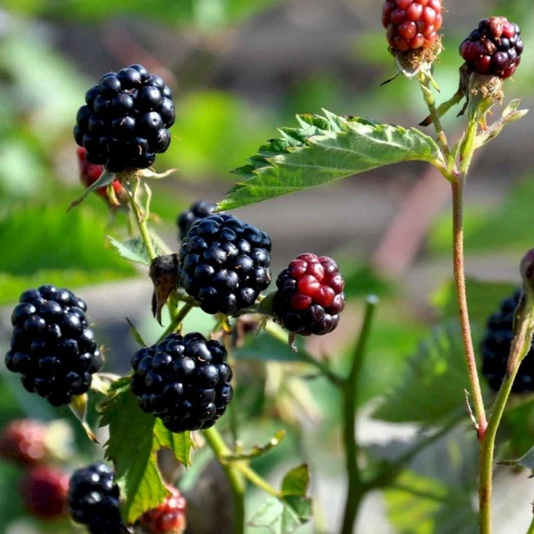Tornfri Brombær 'Navaho'® Rubus Fruticosus 'Navaho'® Potte 3,0 Liter,- Opbundet 3 Tornfri Brombær 'Navaho'® Rubus Fruticosus 'Navaho'® Potte 3,0 Liter,- Opbundet