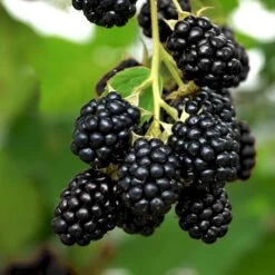 Tornfri Brombær 'Navaho'® Rubus Fruticosus 'Navaho'® Potte 3,0 Liter,- Opbundet 8 Tornfri Brombær 'Navaho'® Rubus Fruticosus 'Navaho'® Potte 3,0 Liter,- Opbundet -Montoz Butik p6704 50650 rubus fruticosus navaho ec65