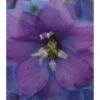 Ridderspore Magic Fountain - Lys Blå - Delphinium Magic Fountain - Lys Blå - 1 Liter Potte -Montoz Butik p693 21295 delphinium magic fountain lys blaa 5971