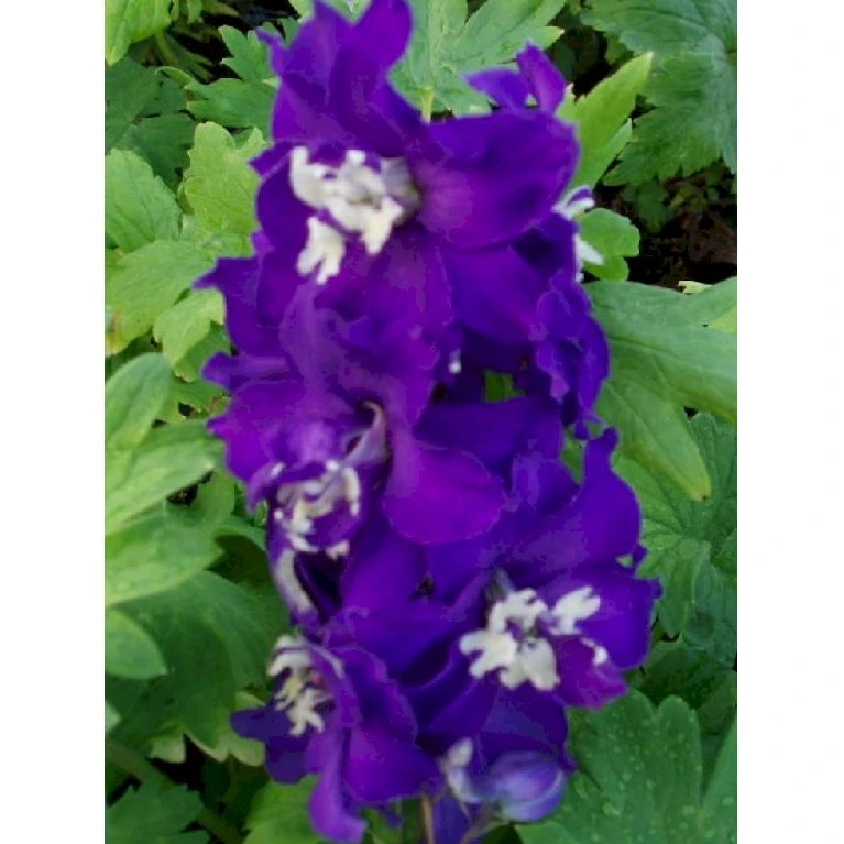 Ridderspore Magic Fountain - Mørk Blå - Delphinium Magic Fountain - Mørk Blå - 1 Liter Potte 3 Ridderspore Magic Fountain - Mørk Blå - Delphinium Magic Fountain - Mørk Blå - 1 Liter Potte