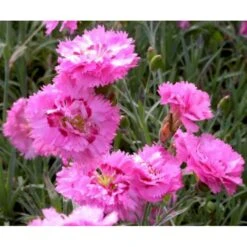 Fjernellike 'Maggie' Dianthus Plumarius 'Maggie' 10 Cm. Potte