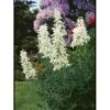 Gasplante 'Albiflorus' Dictamnus Albus 'Albiflorus' 1 Liter Potte 2 Gasplante 'Albiflorus' Dictamnus Albus 'Albiflorus' 1 Liter Potte -Montoz Butik p726 593 dictamnus albus albiflorus 2435