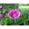 Blodrød Storkenæb 'Elke' Geranium Sanguineum 'Elke' 10 Cm. Potte -Montoz Butik p7458 21470 geranium sanguineum elke f1de