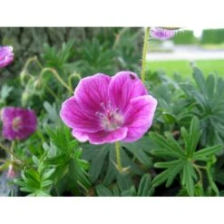 Blodrød Storkenæb 'Elke' Geranium Sanguineum 'Elke' 10 Cm. Potte