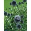 Tidselkugle Echinops Ritro 1 Liter Potte -Montoz Butik p751 615 echinops ritro cfbe