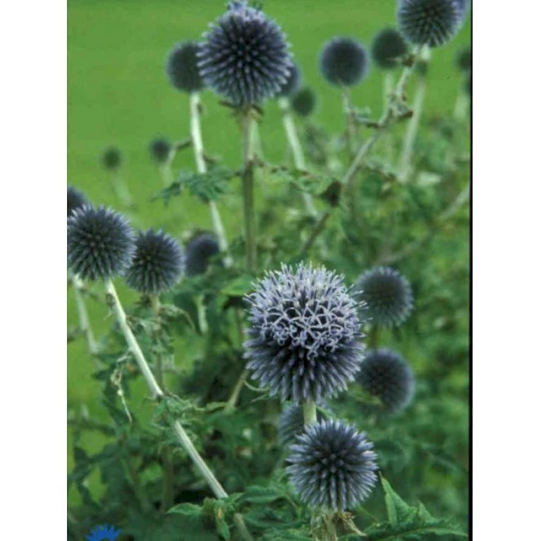 Tidselkugle Echinops Ritro 1 Liter Potte 3 Tidselkugle Echinops Ritro 1 Liter Potte