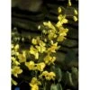 Bispehue 'Frohenleiten' Epimedium Perralchicum 'Frohenleiten' 10 Cm. Potte -Montoz Butik p761 623 epimedium perralchicum frohenleiten c0bd