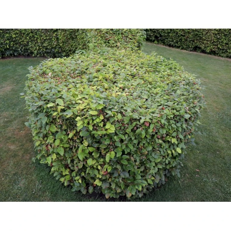 Almindelig Bøg / Bøgehæk Fagus Sylvatica Med Klump,- 150-175 Cm. 5 Almindelig Bøg / Bøgehæk Fagus Sylvatica Med Klump,- 150-175 Cm. - Billede 3