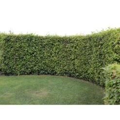 Almindelig Bøg / Bøgehæk Fagus Sylvatica Barrods, Omplantet 3 års 100-120 Cm. -Montoz Butik p816 33906 fagus sylvatica 0b51 2