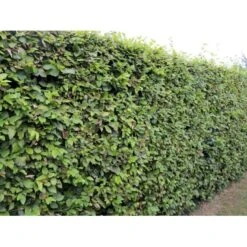 Almindelig Bøg / Bøgehæk Fagus Sylvatica Med Klump,- 150-175 Cm. 15 Almindelig Bøg / Bøgehæk Fagus Sylvatica Med Klump,- 150-175 Cm. -Montoz Butik p816 33907 fagus sylvatica 825a 3