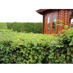 Almindelig Bøg / Bøgehæk Fagus Sylvatica Barrods. 3 års 80-100 Cm. -Montoz Butik p816 33908 fagus sylvatica 87bb