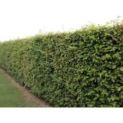 Almindelig Bøg / Bøgehæk Fagus Sylvatica Med Klump,- 150-175 Cm. 17 Almindelig Bøg / Bøgehæk Fagus Sylvatica Med Klump,- 150-175 Cm. -Montoz Butik p816 33909 fagus sylvatica 4b65 3