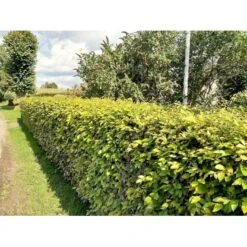 Almindelig Bøg / Bøgehæk Fagus Sylvatica Barrods. 3 års 80-100 Cm. -Montoz Butik p816 34340 fagus sylvatica 8b32