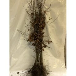 Nyankomne 17 Almindelig Bøg / Bøgehæk Fagus Sylvatica Barrods, Omplantet 3 års 100-120 Cm.