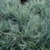 Blå Bjørnegræs 'Elijah Blue' Festuca Glauca 'Elijah Blue' 1 Liter Potte 2 Blå Bjørnegræs 'Elijah Blue' Festuca Glauca 'Elijah Blue' 1 Liter Potte -Montoz Butik p832 50900 festuca glauca elijah blue 46e5