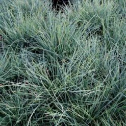 Blå Bjørnegræs 'Elijah Blue' Festuca Glauca 'Elijah Blue' 1 Liter Potte