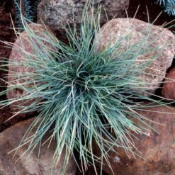 Blå Bjørnegræs 'Elijah Blue' Festuca Glauca 'Elijah Blue' 1 Liter Potte -Montoz Butik p832 50902 festuca glauca elijah blue d761