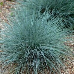 Blå Bjørnegræs 'Elijah Blue' Festuca Glauca 'Elijah Blue' 1 Liter Potte -Montoz Butik p832 50903 festuca glauca elijah blue 866c