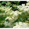 Almindelig Mjødurt Filipendula Ulmaria 10 Cm. Potte -Montoz Butik p837 39770 filipendula ulmaria 43d5
