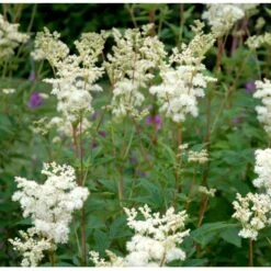 Almindelig Mjødurt Filipendula Ulmaria 10 Cm. Potte 9 Almindelig Mjødurt Filipendula Ulmaria 10 Cm. Potte -Montoz Butik p837 39771 filipendula ulmaria d9f0
