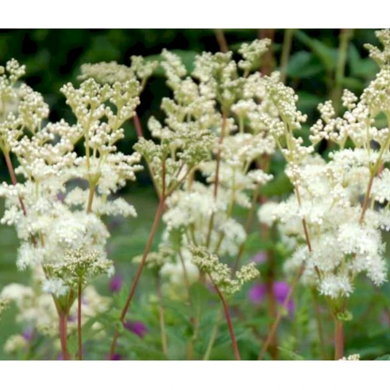 Almindelig Mjødurt Filipendula Ulmaria 10 Cm. Potte 6 Almindelig Mjødurt Filipendula Ulmaria 10 Cm. Potte - Billede 4