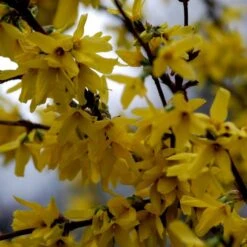 Vårguld 'Lynwood' Forsythia Intermedia 'Lynwood' Barrods,- 2 års (0/2) 50-80 Cm. 14 Vårguld 'Lynwood' Forsythia Intermedia 'Lynwood' Barrods,- 2 års (0/2) 50-80 Cm. -Montoz Butik p841 54067 forsythia intermedia lynwood defd