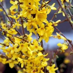 Vårguld 'Lynwood' Forsythia Intermedia 'Lynwood' Barrods,- 2 års (0/2) 50-80 Cm. 15 Vårguld 'Lynwood' Forsythia Intermedia 'Lynwood' Barrods,- 2 års (0/2) 50-80 Cm. -Montoz Butik p841 54068 forsythia intermedia lynwood a888