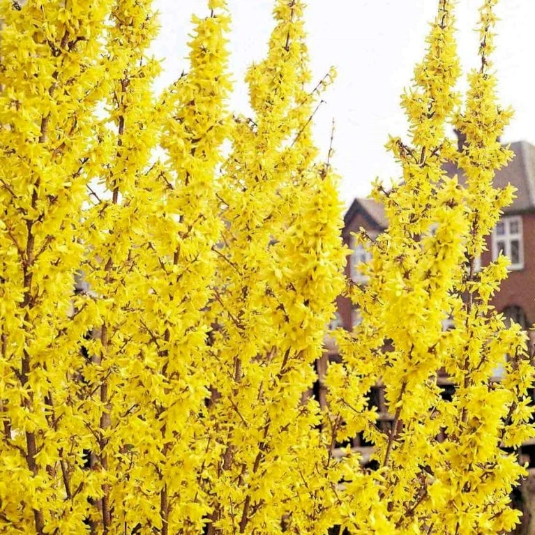 Vårguld 'Lynwood' Forsythia Intermedia 'Lynwood' Barrods,- 2 års (0/2) 50-80 Cm. 7 Vårguld 'Lynwood' Forsythia Intermedia 'Lynwood' Barrods,- 2 års (0/2) 50-80 Cm. - Billede 5