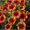 Kokardeblomst Gaillardia Aristata 'Kobold' 1 Liter Potte 1 Kokardeblomst Gaillardia Aristata 'Kobold' 1 Liter Potte -Montoz Butik p863 710 gaillardia aristata kobold 713a