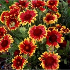 Kokardeblomst Gaillardia Aristata 'Kobold' 1 Liter Potte