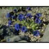 Trompet Ensian Gentiana Acaulis 10 Cm. Potte -Montoz Butik p914 746 gentiana acaulis 1cea