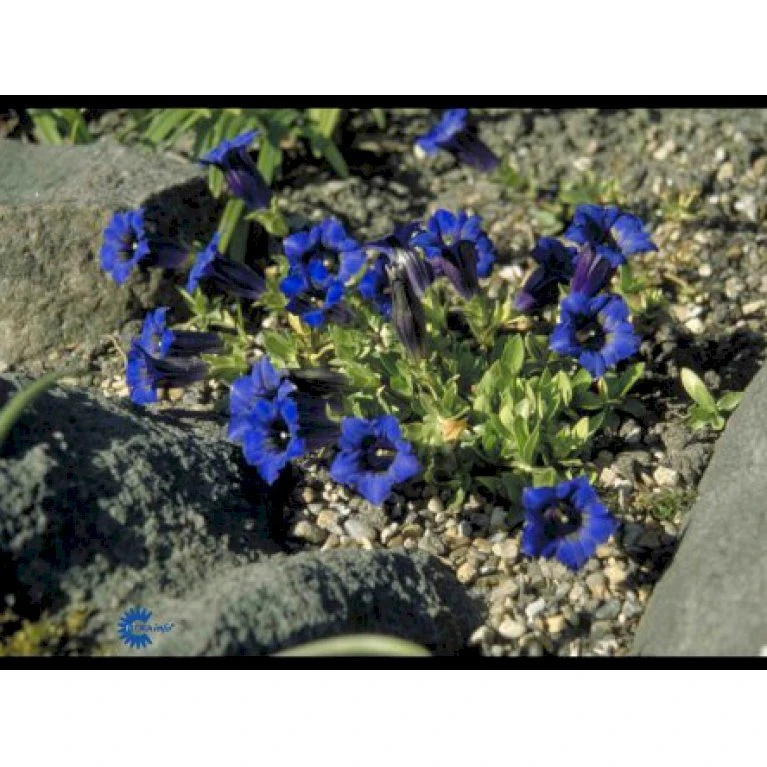 Trompet Ensian Gentiana Acaulis 10 Cm. Potte 3 Trompet Ensian Gentiana Acaulis 10 Cm. Potte