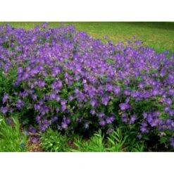 Himalaya-Storkenæb 'Johnsons Blue' Geranium Himalayense 'Johnsons Blue' 1 Liter Potte