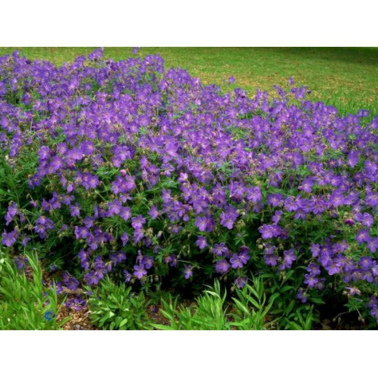 Himalaya-Storkenæb 'Johnsons Blue' Geranium Himalayense 'Johnsons Blue' 1 Liter Potte 3 Himalaya-Storkenæb 'Johnsons Blue' Geranium Himalayense 'Johnsons Blue' 1 Liter Potte
