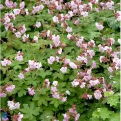 Storrodet Storkenæb 'Ingwersens Variety' Geranium Macrorrhizum 'Ingwersens Variety' 10 Cm. Potte