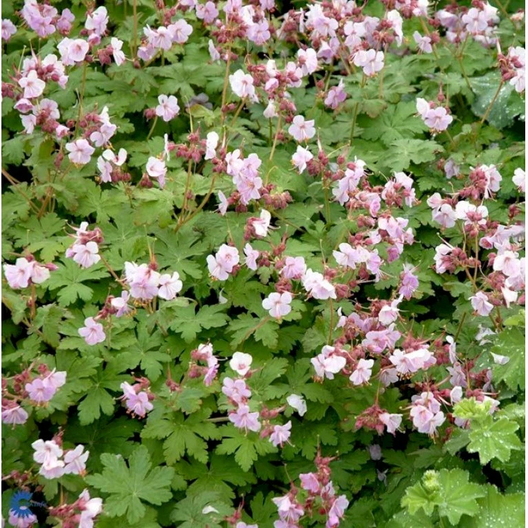 Storrodet Storkenæb 'Ingwersens Variety' Geranium Macrorrhizum 'Ingwersens Variety' 10 Cm. Potte 3 Storrodet Storkenæb 'Ingwersens Variety' Geranium Macrorrhizum 'Ingwersens Variety' 10 Cm. Potte