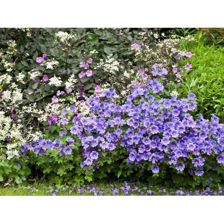 Pragt-Storkenæb 'Rosemoor' Geranium Magnificum 'Rosemoor' 1 Liter Potte 3 Pragt-Storkenæb 'Rosemoor' Geranium Magnificum 'Rosemoor' 1 Liter Potte