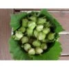 Storfrugtet Hassel 'Halleske Kæmpe' Corylus Maxima 'Halleske Kæmpe' 7,5 Liter Potte 2 Storfrugtet Hassel 'Halleske Kæmpe' Corylus Maxima 'Halleske Kæmpe' 7,5 Liter Potte -Montoz Butik p979 799 corylus maxima halleske kaempe 36b5
