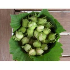 Storfrugtet Hassel 'Halleske Kæmpe' Corylus Maxima 'Halleske Kæmpe' 7,5 Liter Potte