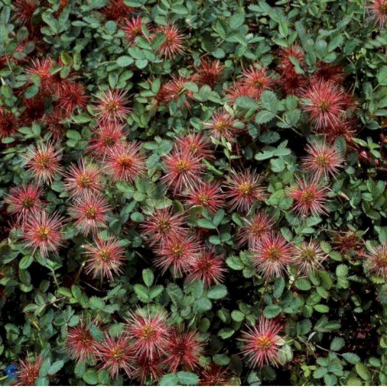 New Zealandsk Tornnød 'Kupferteppich' Acaena Microphylla 'Kupferteppich' 10 Cm. Potte 3 New Zealandsk Tornnød 'Kupferteppich' Acaena Microphylla 'Kupferteppich' 10 Cm. Potte