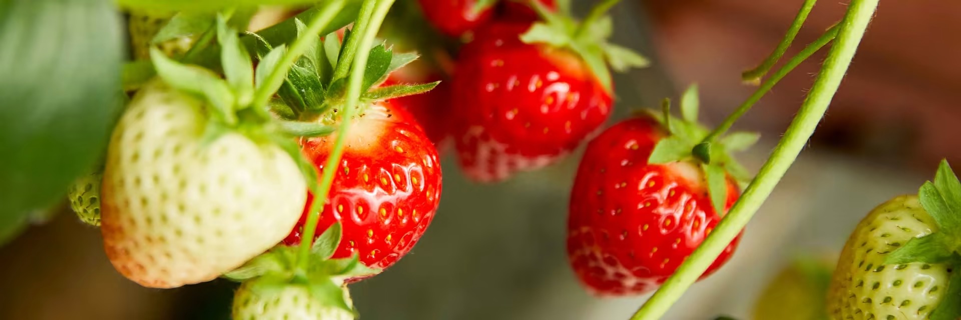 Montoz Butik -Montoz Butik converted2 1