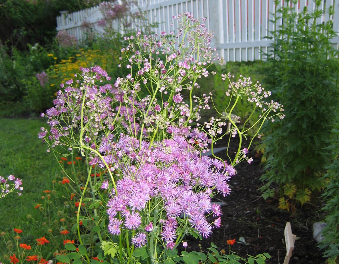 Montoz Butik -Montoz Butik froestjerneq