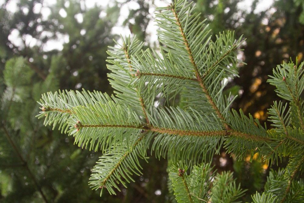 Montoz Butik -Montoz Butik pinenplastiknaale